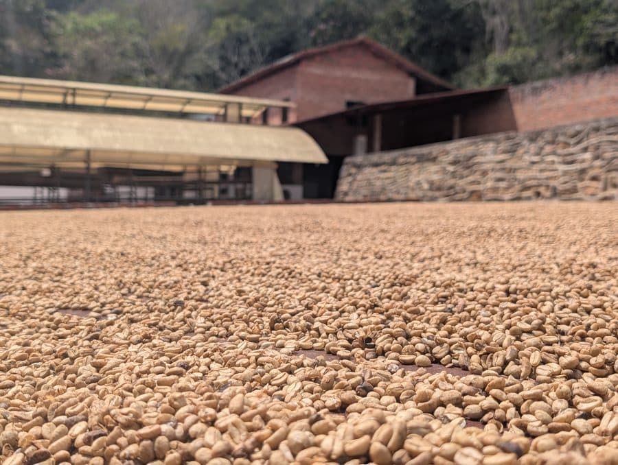 Secado de café en marquesina