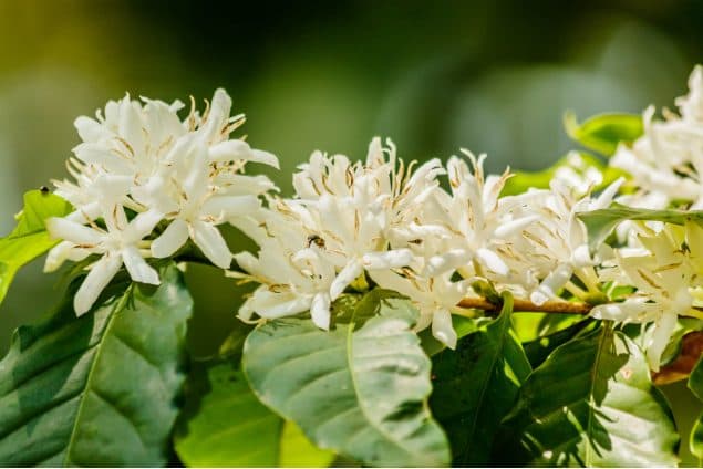 Flor de azahar del cafeto