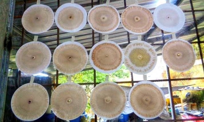 Cromatografías circulares de suelo secando en finca