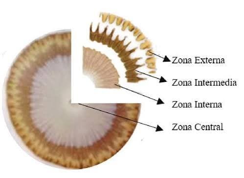 Zonas de lectura de un cromatograma de suelo