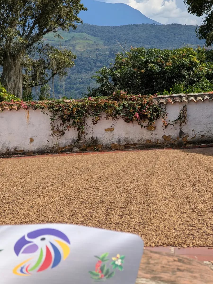 Patio de secado en Santander — el pergamino de un lote camino de su ficha.